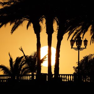 Sun caught between palm trees